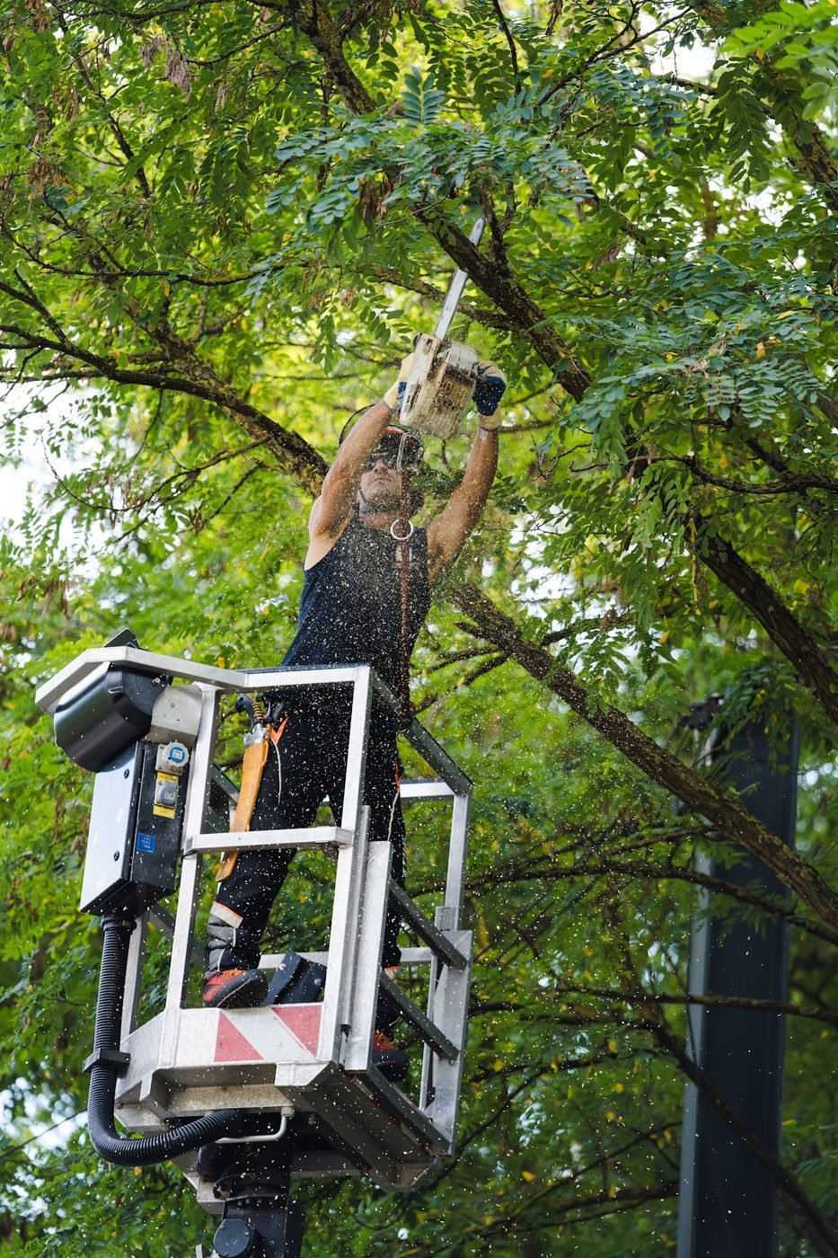 Baumgutachten Einsatz in Berlin