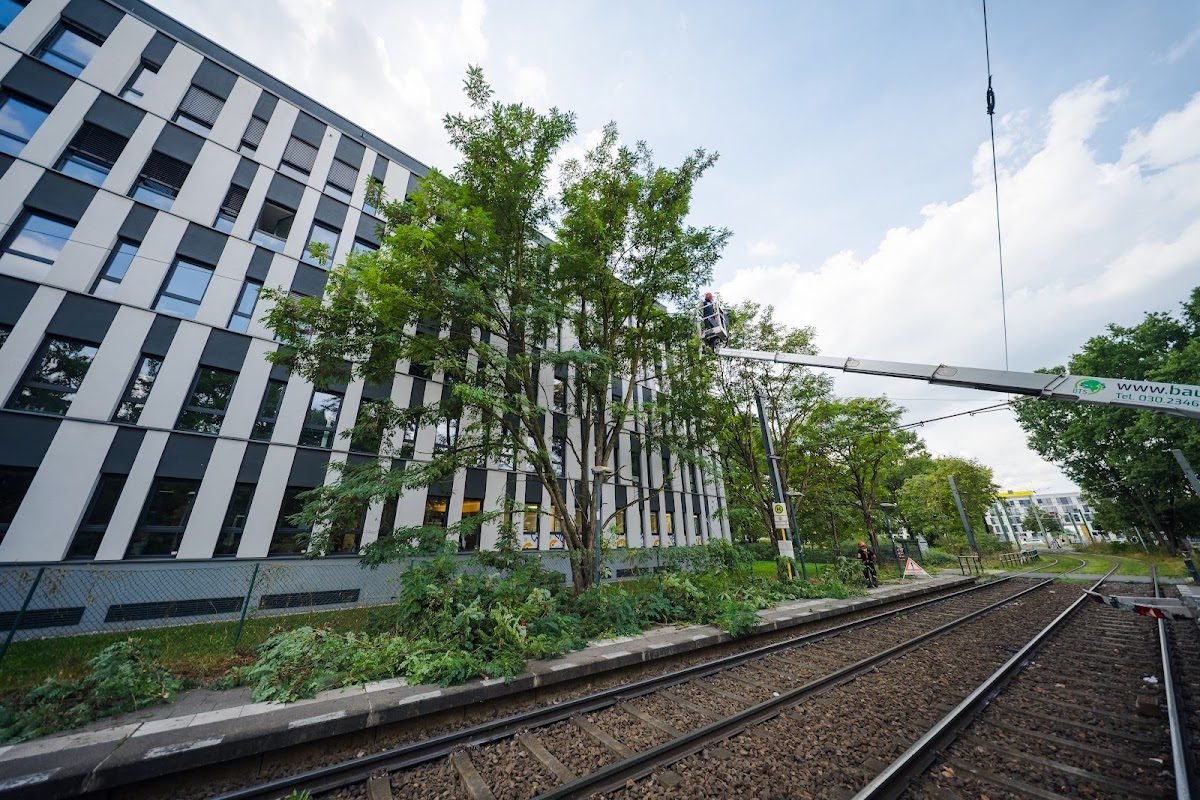 Baumsanierung Einsatz in Berlin