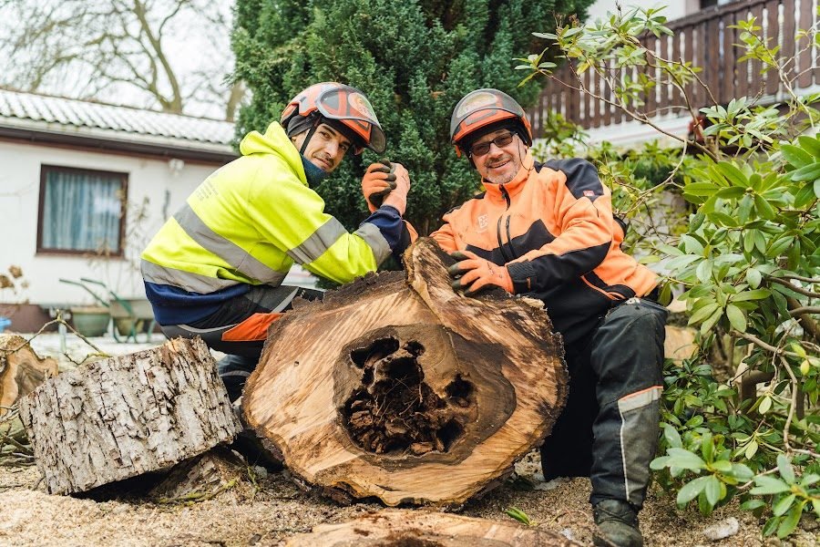 Stubbenfräsen – Baumteam Mitarbeiter am Baumstumpf