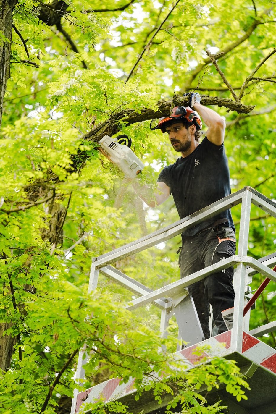 Stubbenfräsen Einsatz in Berlin